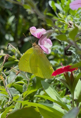 Cloudless Sulphur
