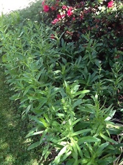 Leucanthemum maximum