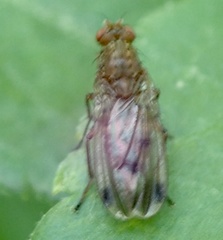 Diptera