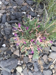 Astragalus newberryi