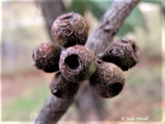 Eucalyptus stellulata