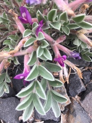 Astragalus newberryi