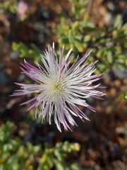 Mesembryanthemum noctiflorum