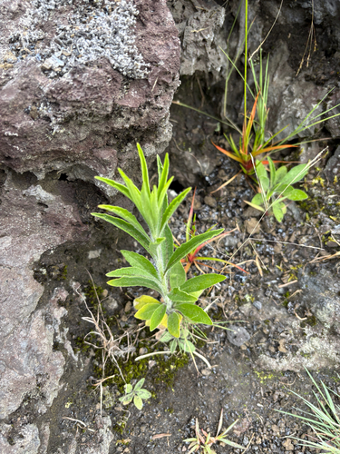 Erigeron sumatrensis observed 2026-07-26