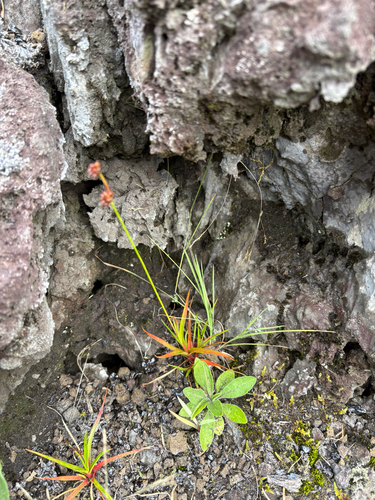 Juncus planifolius observed 2026-07-26