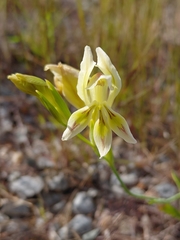 Gladiolus scullyi, photograph (c) Brian du Preez, some rights reserved (CC BY-SA)