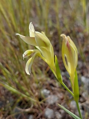 Gladiolus scullyi, photograph (c) Brian du Preez, some rights reserved (CC BY-SA)