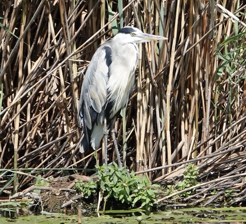 iNaturalist image