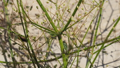 Eriogonum ordii