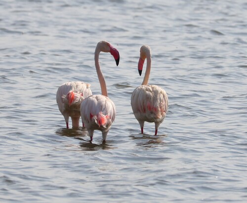 iNaturalist image