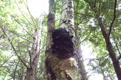 Inonotus obliquus sterilis