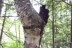 Inonotus obliquus sterilis