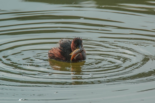iNaturalist image