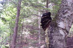 Inonotus obliquus sterilis