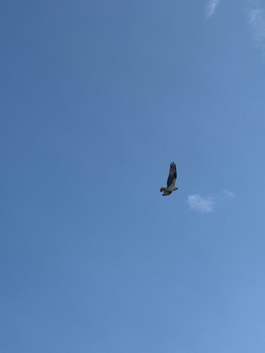 iNaturalist image