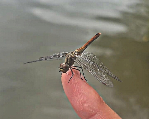 Ruddy Darter