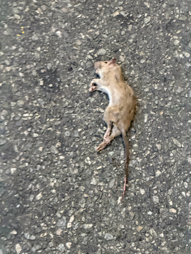 Rat photographed near here on 2026-07-25