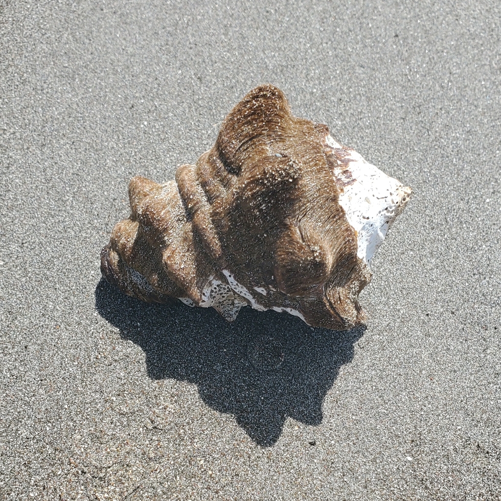 Neogastropod Snails