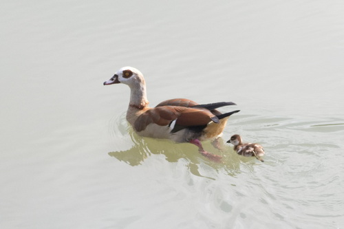 iNaturalist image