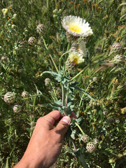 Malacothrix coulteri