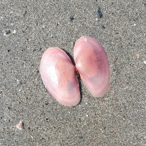 Sanguinolaria tellinoides, 2026-07-27