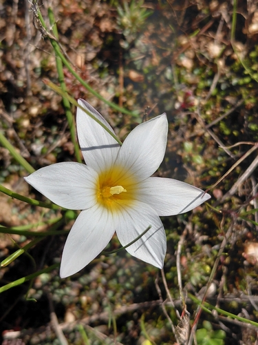 Romulea toximontana