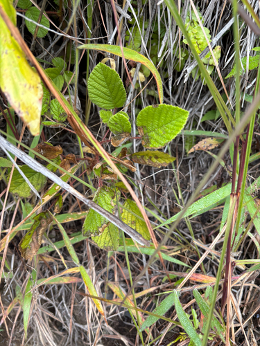 Rubus ellipticus observed 2026-07-26
