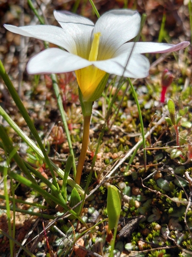 Romulea toximontana