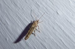 Stathmopoda plumbiflua