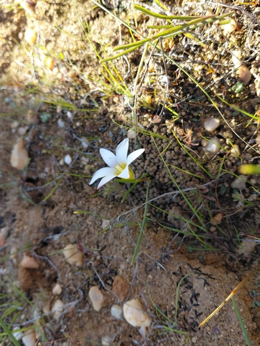 Romulea toximontana