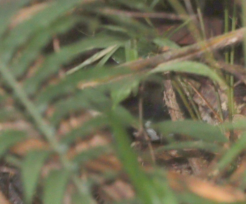 Chowchilla (Orthonyx spaldingii), photo 2