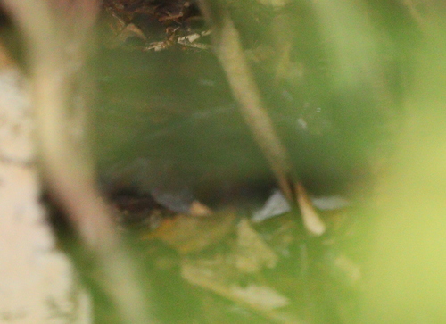 Chowchilla (Orthonyx spaldingii), photo 3