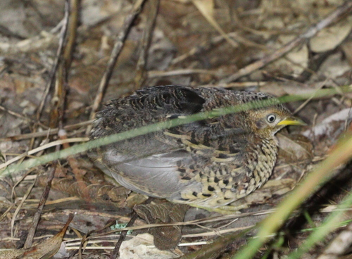 Red-backed Buttonquail (Turnix maculosus), photo 3