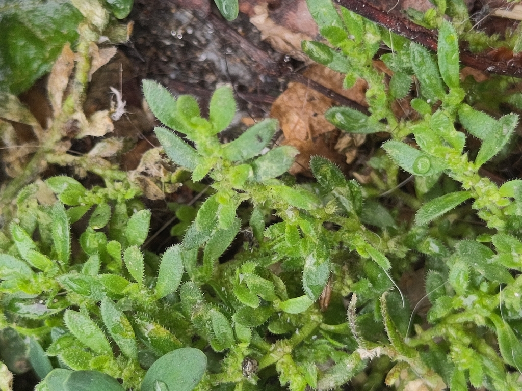 Herniaria hirsuta; photograph (c) Gabriel Mayrhofer, some rights reserved (CC BY)