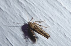Stathmopoda plumbiflua