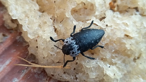 Flat-headed Root-borer