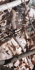 Plestiodon laticeps