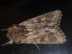 Ichneutica mutans