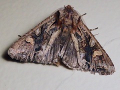 Ichneutica mutans