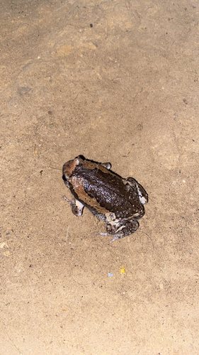 Asian Painted Frog