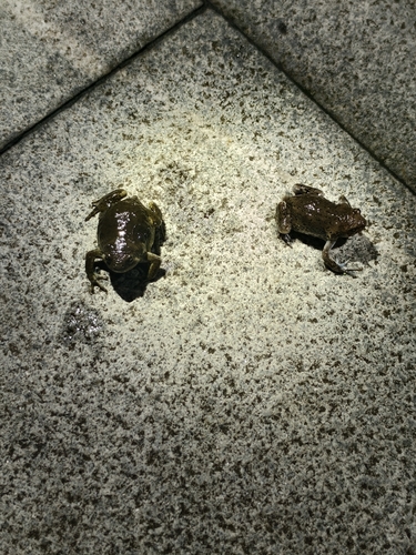 Boreal Digging Frog