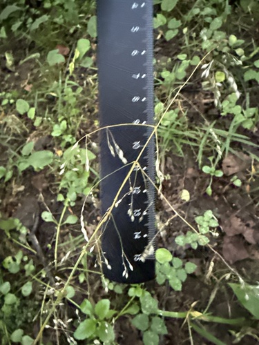 Milium effusum, photograph 6