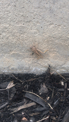 Pardalophora apiculata