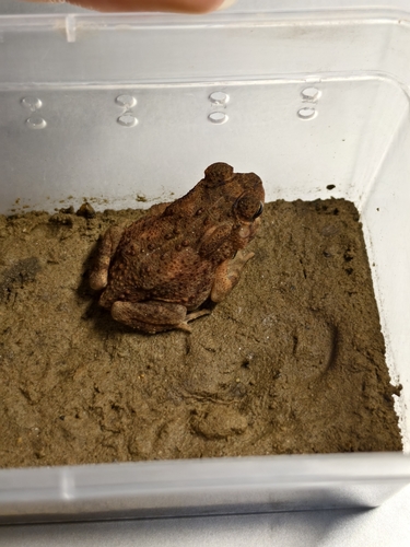 Asian Common Toad