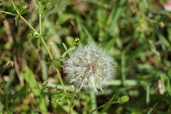 Pyrrhopappus pauciflorus
