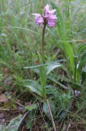 Orchis simia, photograph 4