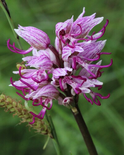 Orchis simia, photograph 3