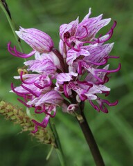 Orchis simia, photograph (c) Lídia Carrera, some rights reserved (CC BY)