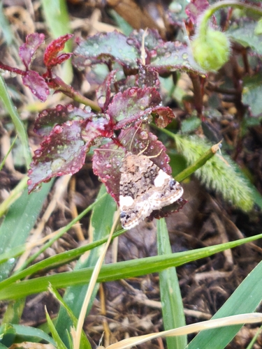 Four-spotted Moth