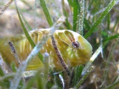 Basilisk Blenny photo 4